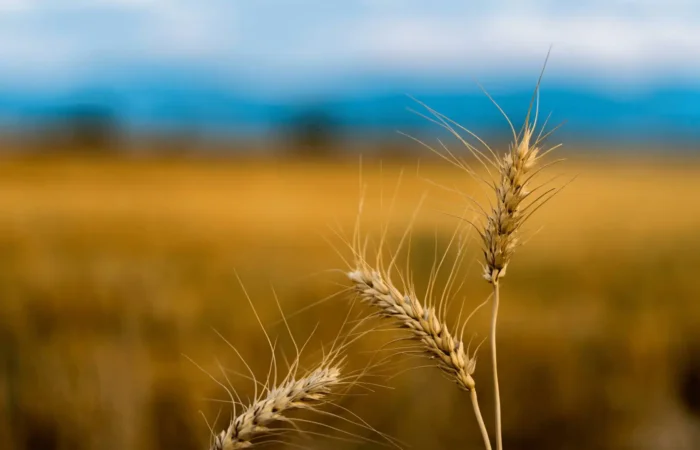 Close-up of three wheat stalks in focus with a blurred golden wheat field and blue sky in the background, celebrating National Ag Day and honoring farmers’ dedication.