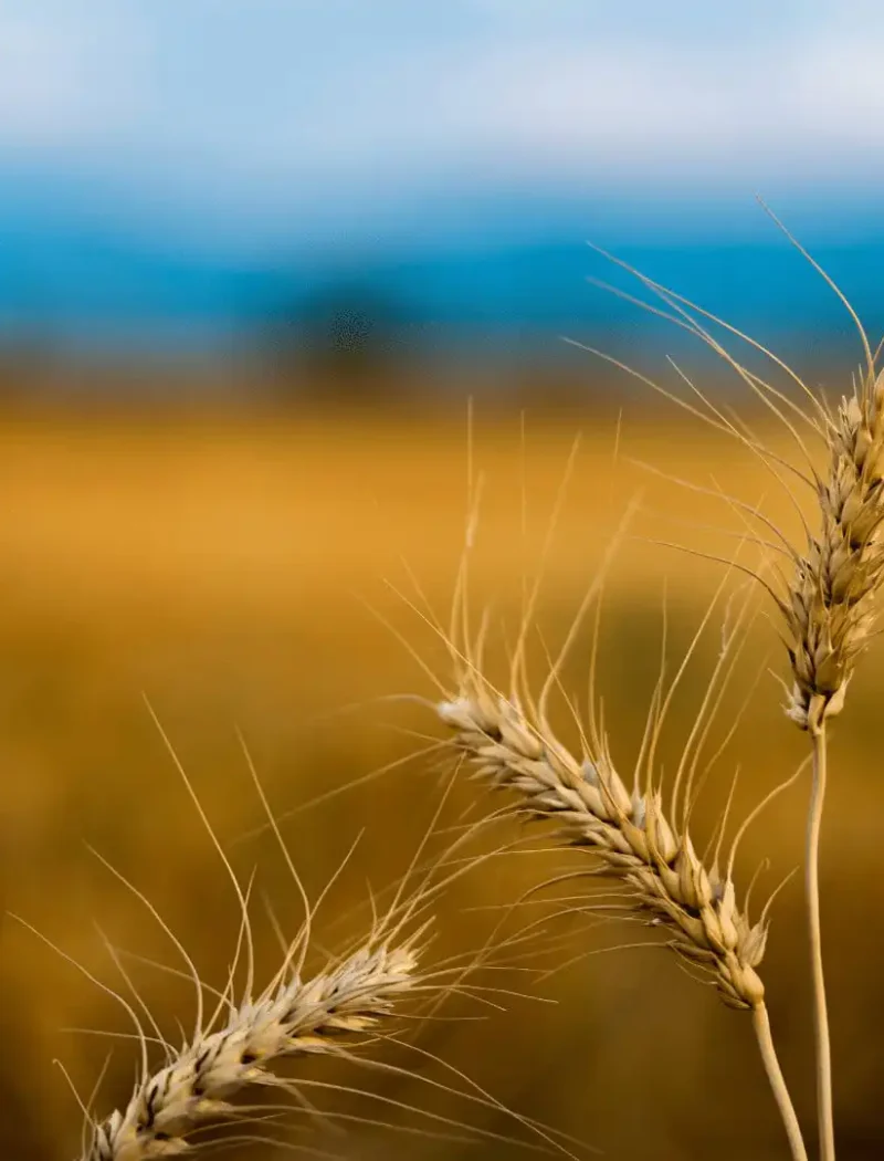 Close-up of three wheat stalks in focus with a blurred golden wheat field and blue sky in the background, celebrating National Ag Day and honoring farmers’ dedication.