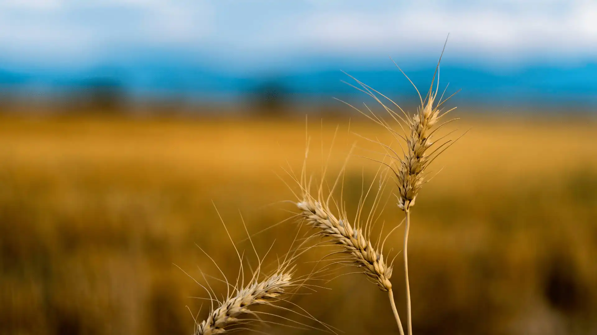 Close-up of three wheat stalks in focus with a blurred golden wheat field and blue sky in the background, celebrating National Ag Day and honoring farmers’ dedication.