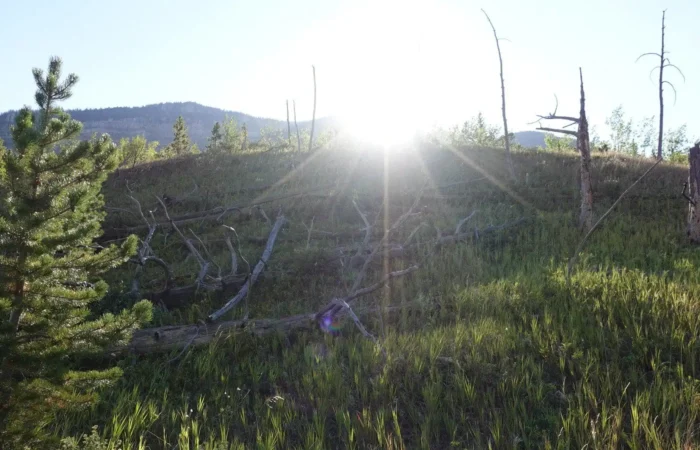Sunlight shines over a grassy hill with scattered dead trees and fallen logs. A small pine tree is on the left, set against mountains and clear blue sky—landscapes like this help Montana schools as they generate revenue after each Land Board meeting.