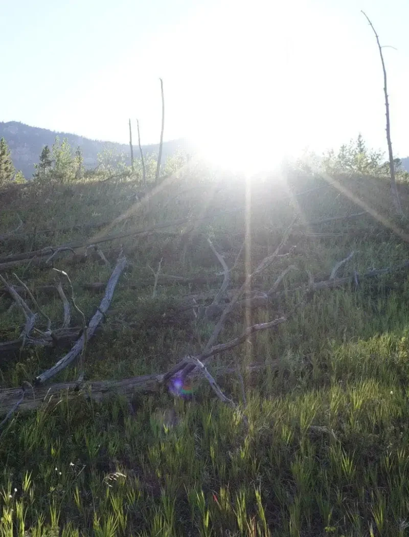 August Land Board meeting generates revenue for Montana schools 6 Sunlight shines over a grassy hill with scattered dead trees and fallen logs. A small pine tree is on the left, set against mountains and clear blue sky—landscapes like this help Montana schools as they generate revenue after each Land Board meeting.