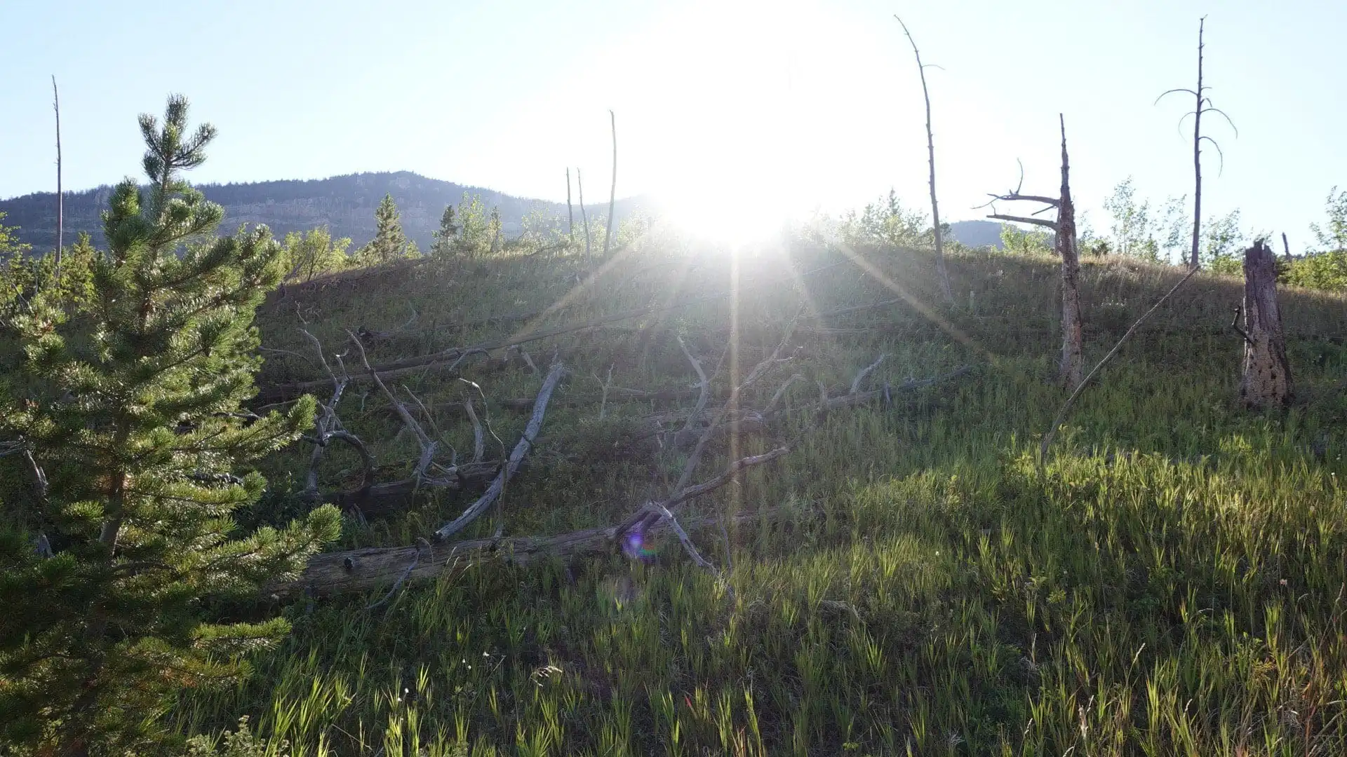 A grassy hillside with scattered dead trees and branches, a small pine tree in the foreground, and the August sun shining brightly over a distant mountain, creating lens flare.
